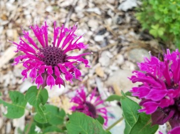 Bee Balm 'Purple Rooster' 