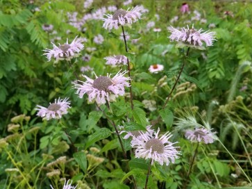 Wild Bee Balm Seeds (Certified Organic)