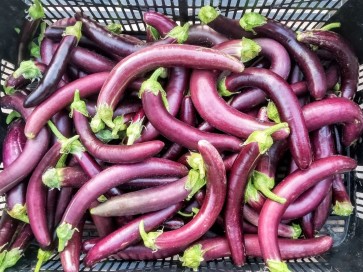 Eggplant 'Long Purple'