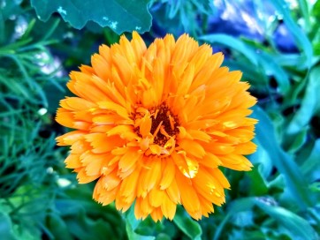 Calendula ‘Candyman Orange’ 