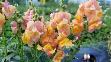 Pinky-Orange Snapdragon