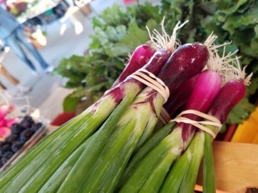 Bunching Onion 'Apache' 