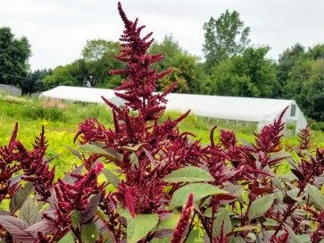 Amaranth 'Pygmy Torch' 