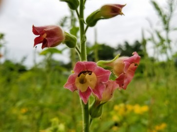 Flowering Tobacco 'Big Mouth' 