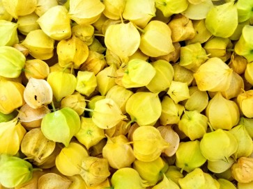 Ground Cherry 'Aunt Molly's' 