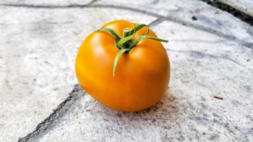 Tomato 'Thorburn's Terra Cotta' 