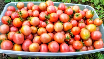 Tomato 'Garden Pearl'