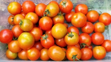 Tomato 'Sakura F2' Seeds (Certified Organic)