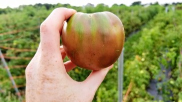 Tomato 'Black Sea Man'