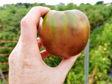 Tomato 'Black Sea Man' Plant