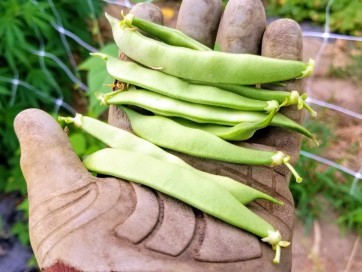 Pole Bean 'DePerro Italian Green Bean' 