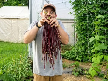 Pole Yard Long Bean 'Chinese Red Noodle' 