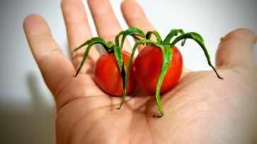 Tomato 'Renegade Spider' 
