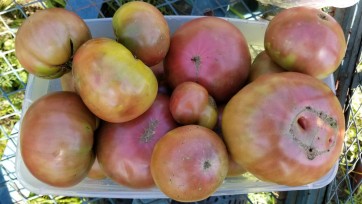 Tomato 'Cherokee Purple'