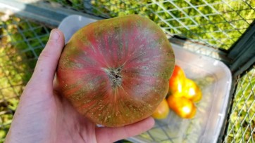 Tomato 'Chloe' 