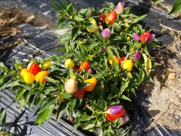 Hot Ornamental Pepper 'Pyramid' 