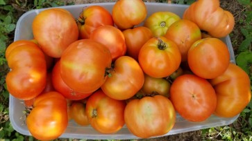 Tomato 'Mountain Princess' Plant (4" Pot, single)