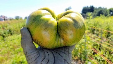 Tomato 'Berkely Tie-Dye'