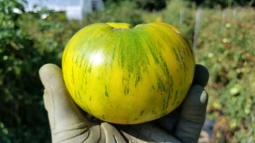 Tomato 'Pineapple Pig' 