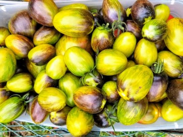 Tomato 'Brad's Atomic Grape' Plant