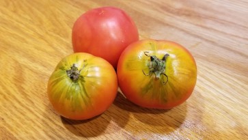 Tomato 'Variegated' AKA 'Splash of Cream'