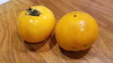 Tomato 'Tangerine'