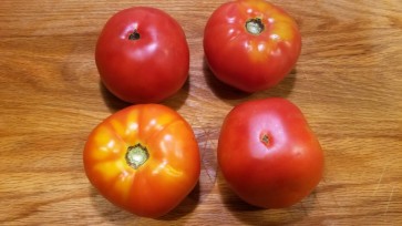 Tomato 'Rutgers'