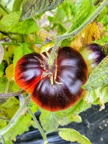 Tomato 'Thunder Mountain' 