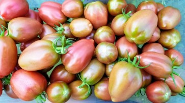 Tomato 'Chocolate Molar Cherry' 