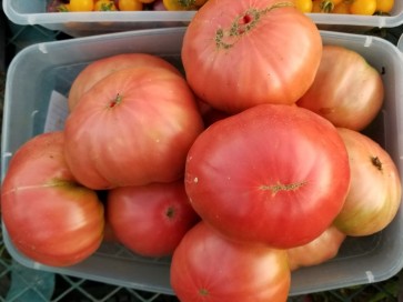 Tomato 'Marianna's Peace'