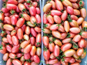 Tomato 'Maglia Rosa' 