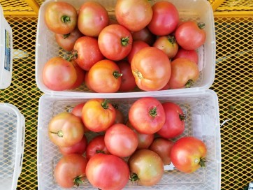 Tomato 'Purple Perfect' Plant (4" Pot, single)