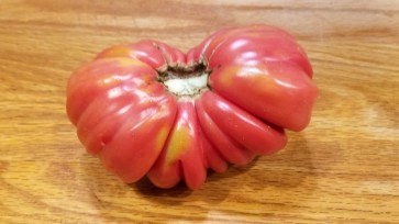 Tomato 'Pink Accordion'