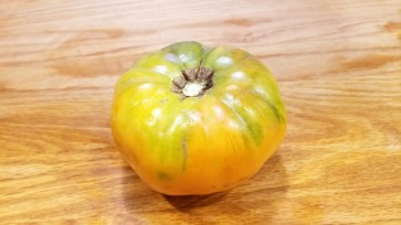 Tomato 'Persimmon'