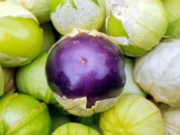 Tomatillo 'Purple'