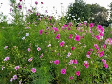 Cosmos 'Celebration in Pink' 