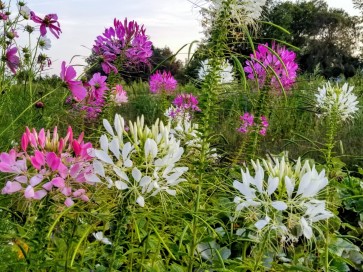 Spider Flower Mix