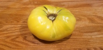 Tomato 'Great White'