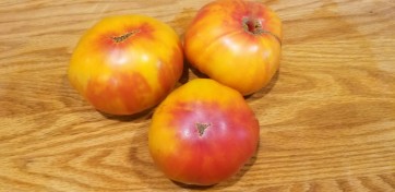Tomato 'Big Rainbow' 