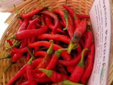 Hot Pepper ‘Long Red Cayenne’