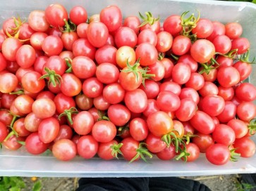 Tomato 'Pink Grape' 