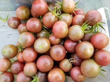 Tomato 'Chocolate Cherry'