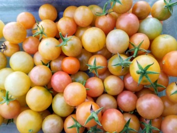 Tomato 'Gajo de Melon' Plant (4" Pot, single)