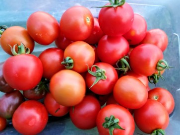 Tomato 'Amy's Sugar Gem' 