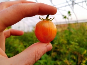 Tomato 'Sunrise Bumblebee' Plant (4" Pot, single)