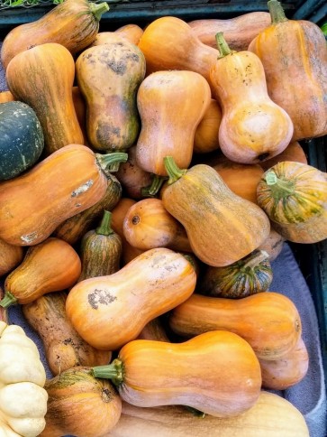 Butternut Squash 'Honeynut' 