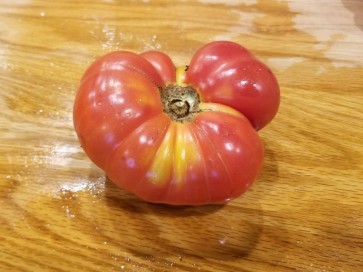 Tomato 'Lil's Favorite'
