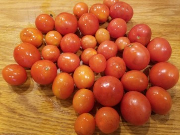 Tomato 'Apollo' 