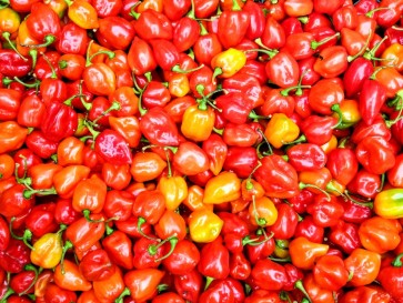 Pepper HOT 'Red Savina Habanero' Plant (4" Pot, single)