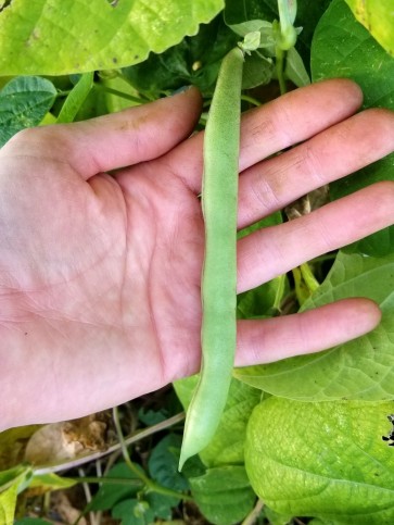 Pole Bean 'Cherokee Trail of Tears' 